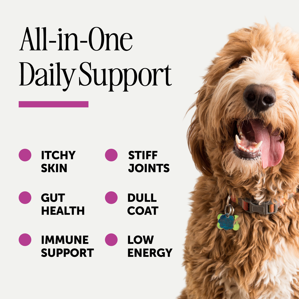 Amazon Design for Pet Honesty, image 14 of 21
