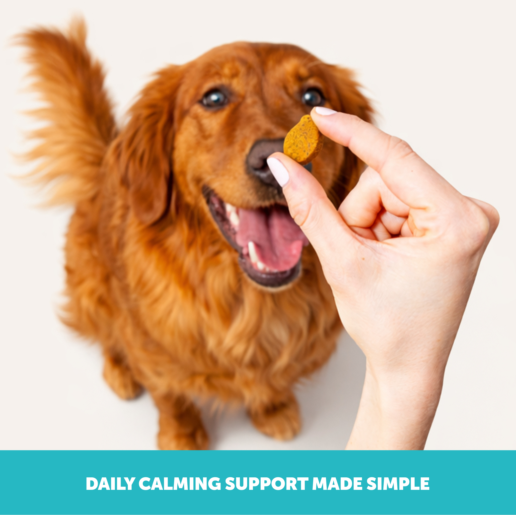 Amazon Design for Pet Honesty, image 18 of 21